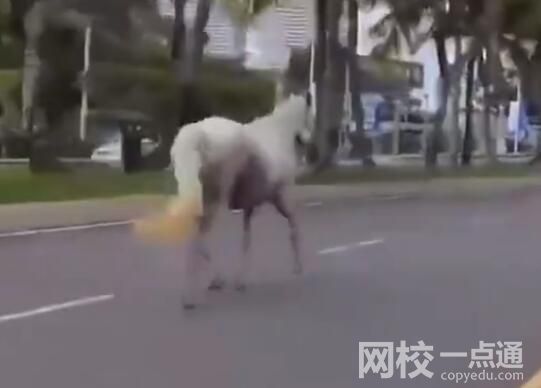 三亞現(xiàn)狀:車流稀少 街上白馬奔跑 為什么人這么少？