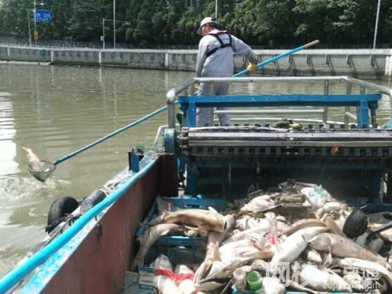 放生成殺生 上海蘇州河頻現(xiàn)死魚(yú) 到底是怎么死的？