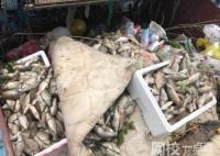 放生成殺生 上海蘇州河頻現(xiàn)死魚 原因竟是這樣實在太慘了