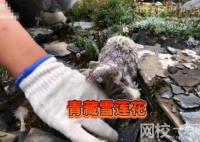 主播疑采摘瀕危水母雪兔子被封禁 始料未及真相簡直太意外了