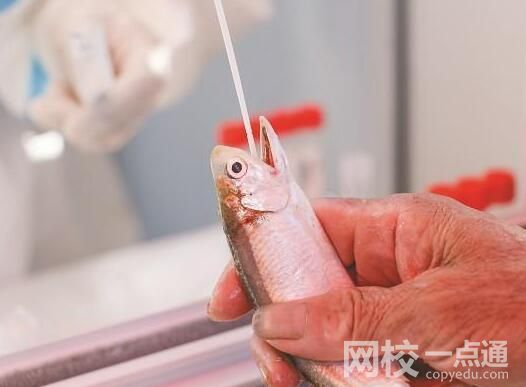 廈門魚(yú)蟹被扒開(kāi)嘴做核酸 內(nèi)幕實(shí)在令人意外至極