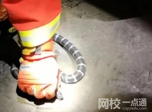女孩網(wǎng)購毒蛇當(dāng)寵物 一個(gè)月后身亡 具體是什么情況?