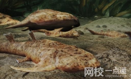 “從魚(yú)到人”有了關(guān)鍵證據(jù) 細(xì)節(jié)展示實(shí)在太壯觀