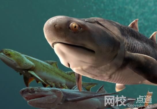 “從魚(yú)到人”有了關(guān)鍵證據(jù) 細(xì)節(jié)展示實(shí)在太壯觀