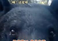 重慶拍到黑熊一家三口林中漫步 畫(huà)面中黑熊憨態(tài)可掬實(shí)在可愛(ài)