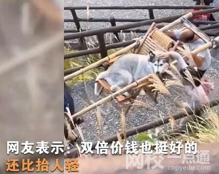 主人雇轎夫抬累癱的哈士奇上山 引來了不少網友的爭議