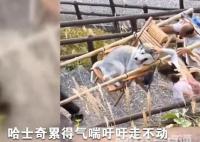 主人雇轎夫抬累癱的哈士奇上山 引來了不少網(wǎng)友的爭議