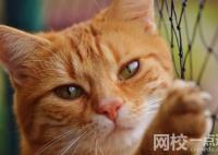 女孩國(guó)慶假期幫喂貓日賺600 具體是什么情況?