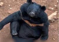 動(dòng)物園三頭黑熊躺平蹺二郎腿 可愛(ài)的不像一只猛獸