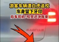 游客車(chē)輛遭白虎追咬留下牙印 現(xiàn)場(chǎng)畫(huà)面實(shí)在讓人害怕