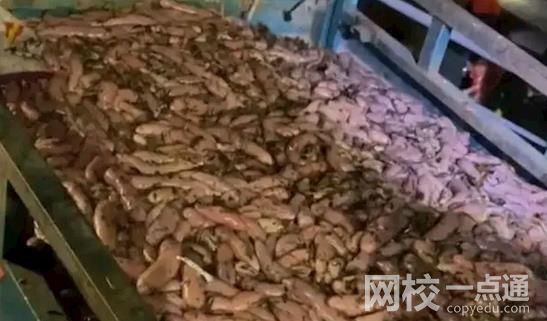 女子驅(qū)車(chē)3小時(shí)連夜到煙臺(tái)撈海腸 網(wǎng)友稱(chēng)直播大哥一晚上賺10多萬(wàn)