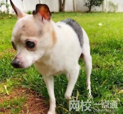 全球最年長的狗去世 終年22歲 具體是什么情況?