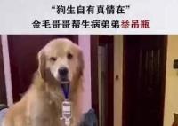 金毛弟弟打吊針哥哥幫舉藥瓶 拍攝者說(shuō)平時(shí)關(guān)系非常好弟弟總粘著哥哥