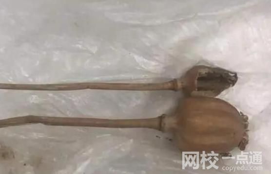 旅客攜帶罌粟過(guò)安檢稱治胃病 行李中有2根罌粟干與1包罌粟種子