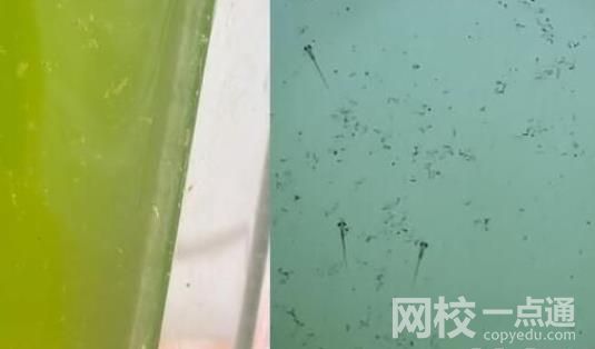 男子放陽臺的死水突然變綠長魚苗 實(shí)在是太罕見了