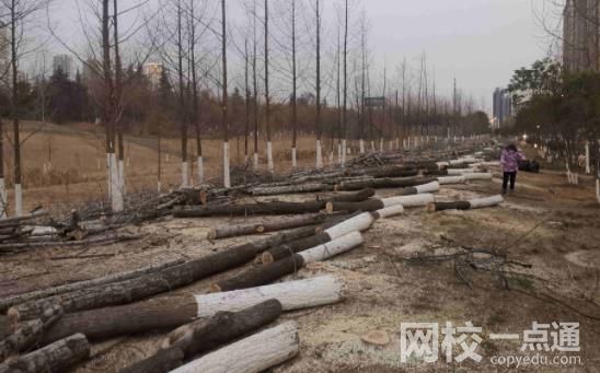 河北安平1.5萬棵樹遭砍伐 粗略估計直接損失500多萬元