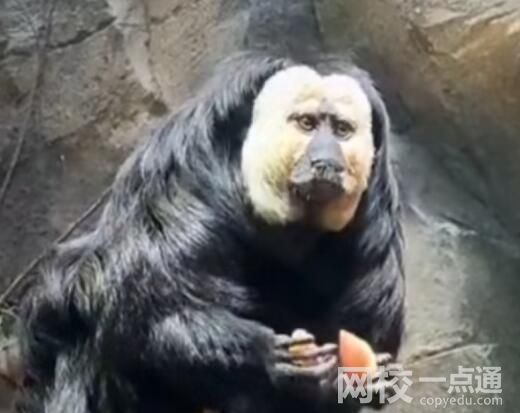 動(dòng)物園回應(yīng)白面僧面猴長(zhǎng)相炸裂 內(nèi)幕曝光簡(jiǎn)直太意外了
