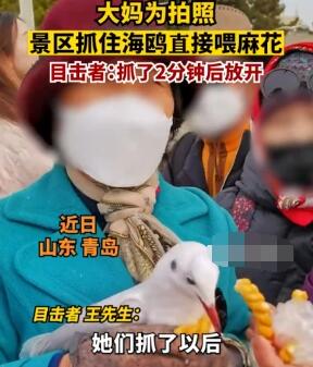 大媽為拍照景區(qū)抓住海鷗喂麻花 究竟是怎么回事？