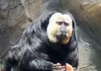 動(dòng)物園回應(yīng)白面僧面猴長(zhǎng)相炸裂 背后真相實(shí)在讓人驚愕