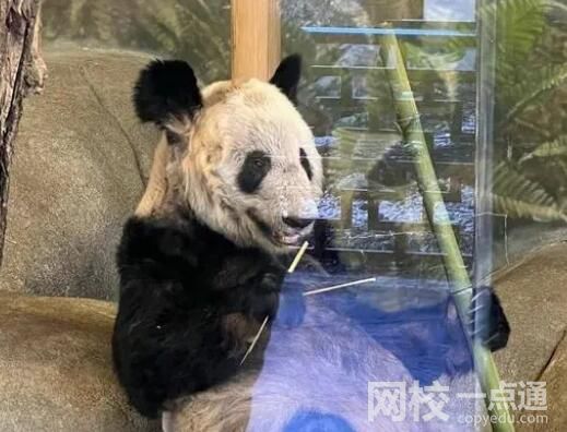 美動物園稱丫丫毛發(fā)稀疏是家族遺傳 意外至極真相讓人不可思議