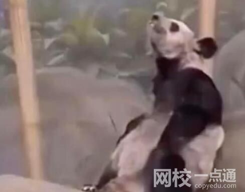 美動(dòng)物園稱丫丫毛發(fā)稀疏是家族遺傳 究竟是怎么回事？