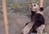 美動(dòng)物園稱丫丫毛發(fā)稀疏是家族遺傳 原因簡直讓人驚個(gè)呆