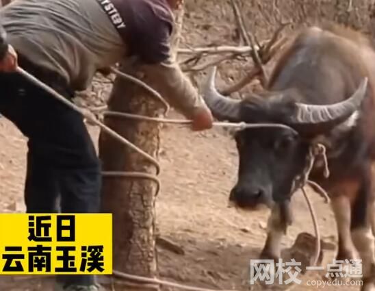 叔侄爭牛花費近萬元給牛做親子鑒定 內(nèi)幕曝光簡直太意外了