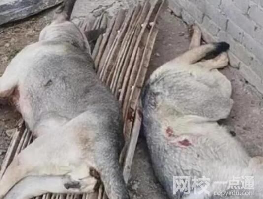 4條狼青犬咬死80多只羊 究竟是怎么回事？