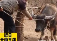 叔侄爭?；ㄙM近萬元給牛做親子鑒定 內幕曝光簡直太意外了