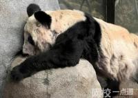 多地商場為丫丫投屏:平安回家 內(nèi)幕曝光簡直太驚人