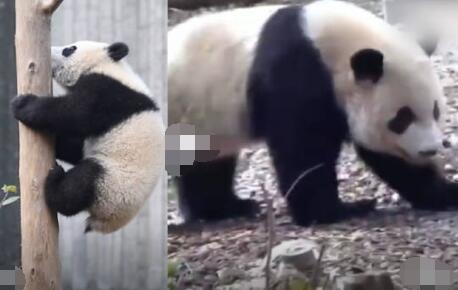 游客回憶最后一次見到寶新 真相實(shí)在太驚人