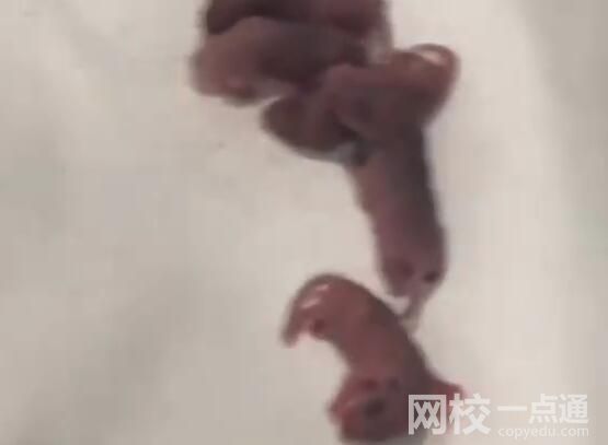 男子在電競酒店枕頭下發(fā)現(xiàn)一窩老鼠 原因竟是這樣太崩潰了