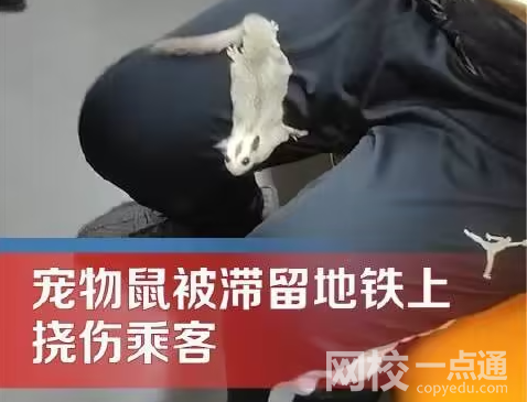 地鐵出現(xiàn)寵物鼠撓傷乘客 究竟是怎么回事？