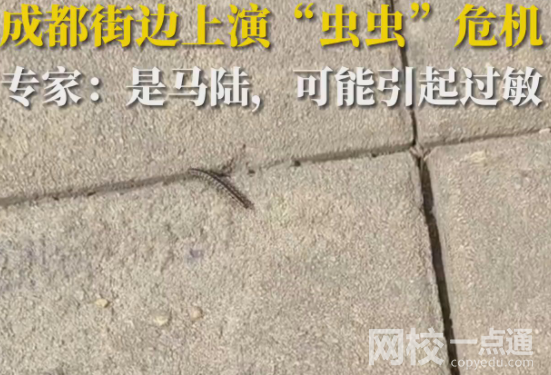 成都升溫千足蟲滿街爬 原因竟是這樣太恐怖了