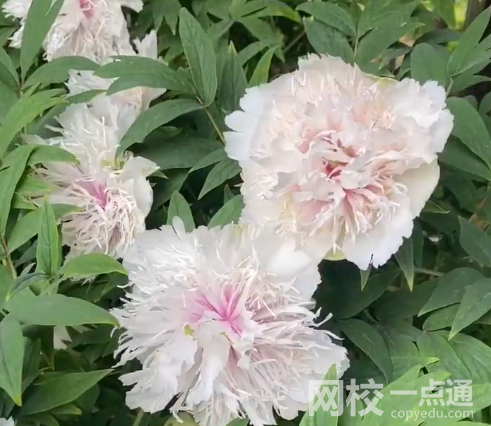 這株牡丹有“帶刀侍衛(wèi)”24小時(shí)守護(hù) 始始料未及真相簡(jiǎn)直太意外了