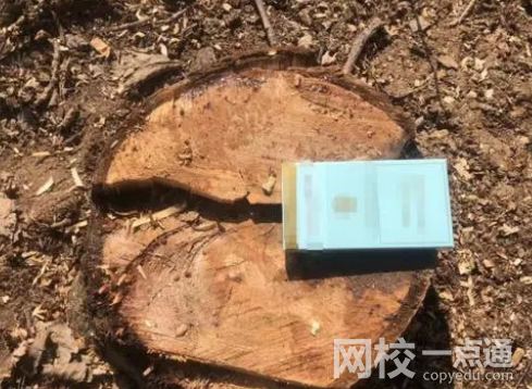 4500棵核桃樹種12年被人齊根鋸斷 始料未及真相簡(jiǎn)直太意外了