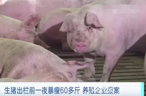 警方回應生豬一夜“暴瘦”60多斤 結(jié)果讓他大吃一驚