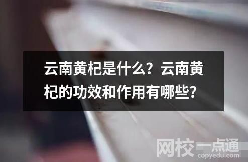 云南黃杞是什么？云南黃杞的功效和作用有哪些？