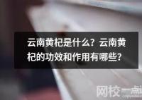 云南黃杞是什么？云南黃杞的功效和作用有哪些？