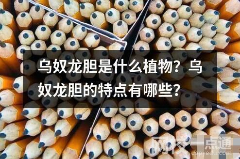 烏奴龍膽是什么植物？烏奴龍膽的特點有哪些？