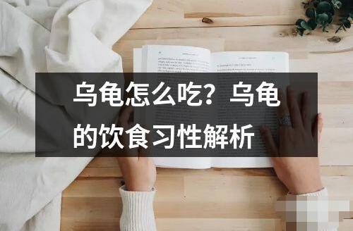 烏龜怎么吃？烏龜?shù)娘嬍沉?xí)性解析
