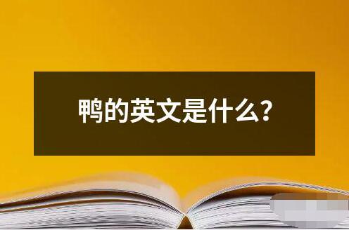鴨的英文是什么？