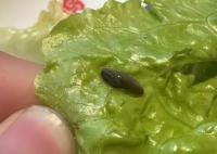 就餐時(shí)吃出蟲子 店員:有蟲子才新鮮 合理解釋和道歉很有必要