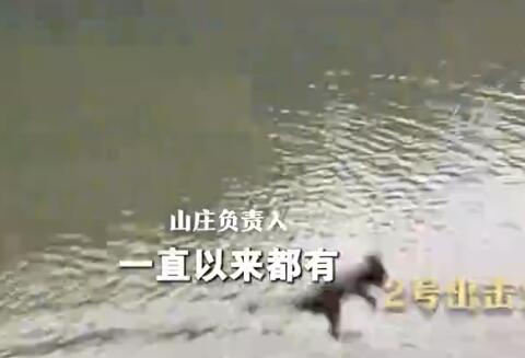 貴州黔靈山猴子變“跳水隊(duì)” 引得無(wú)數(shù)網(wǎng)友紛紛點(diǎn)贊