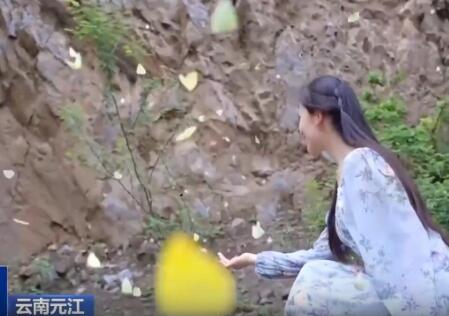 云南出現(xiàn)彩色蝴蝶漫天飛舞奇觀 畫面曝光簡(jiǎn)直太驚艷了