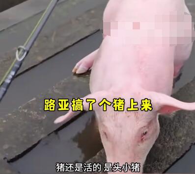 釣魚時(shí)釣上一頭活豬 到底是哪里來的？