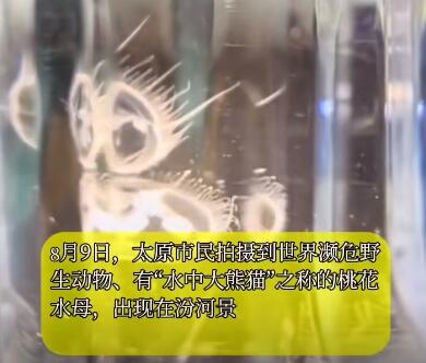 “水中大熊貓”桃花水母現(xiàn)身太原 為什么這么罕見(jiàn)？