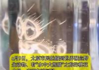 “水中大熊貓”桃花水母現(xiàn)身太原 為什么這么罕見？