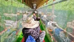 魔毯事故致1死60傷 責(zé)任人被控制 為什么引發(fā)事故？