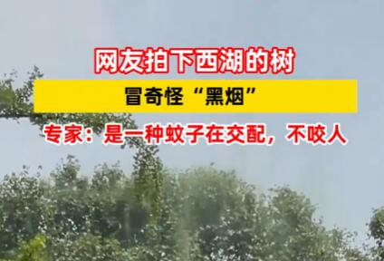 西湖的樹冒黑煙?專家稱系搖蚊交配 實在太詭異了